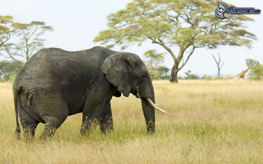 elefante, safari