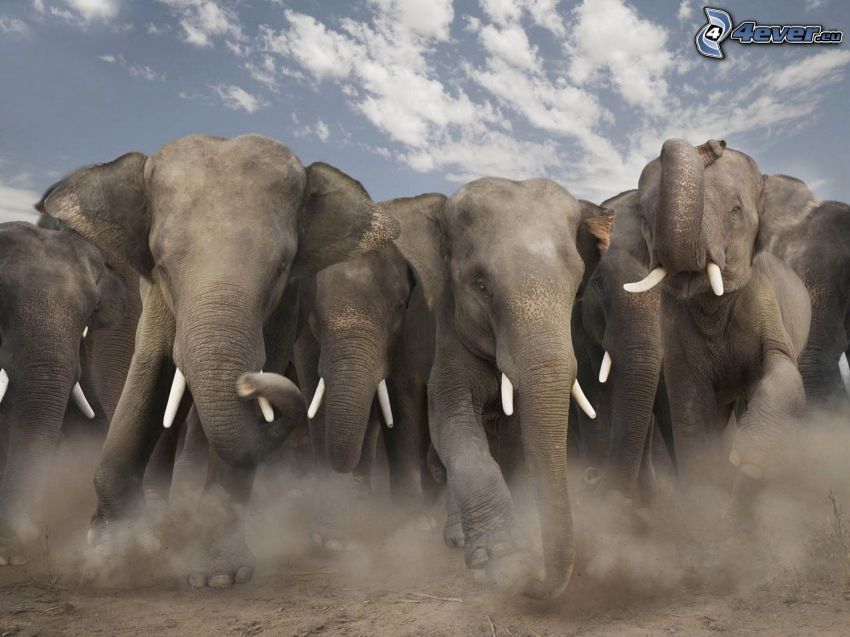 elefanti, correre, polvere