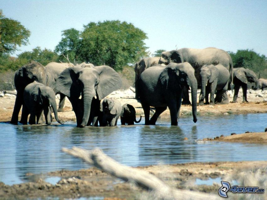 elefanti, il fiume