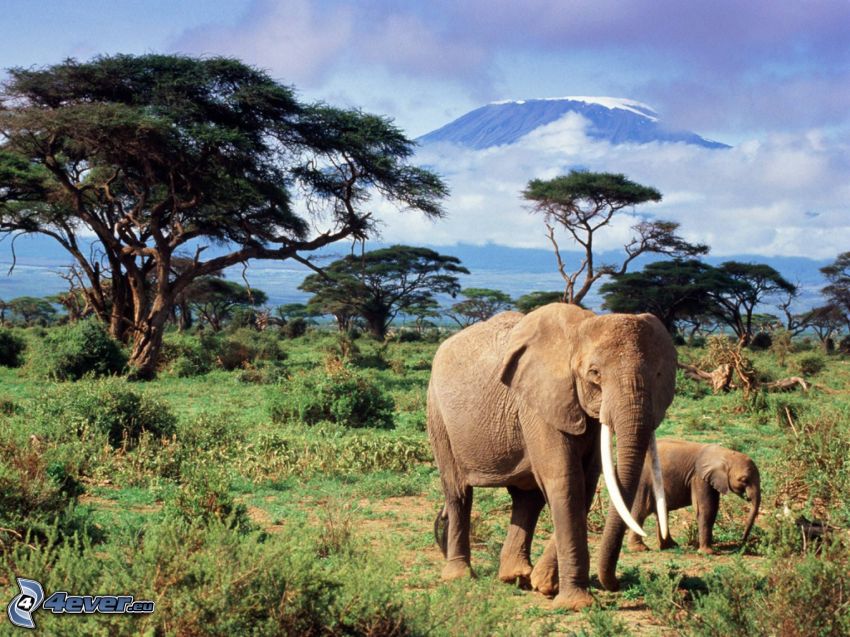 elefanti, prole di elefante, savana, alberi, montagna