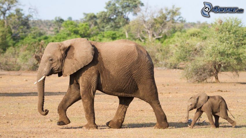 elefanti, prole di elefante