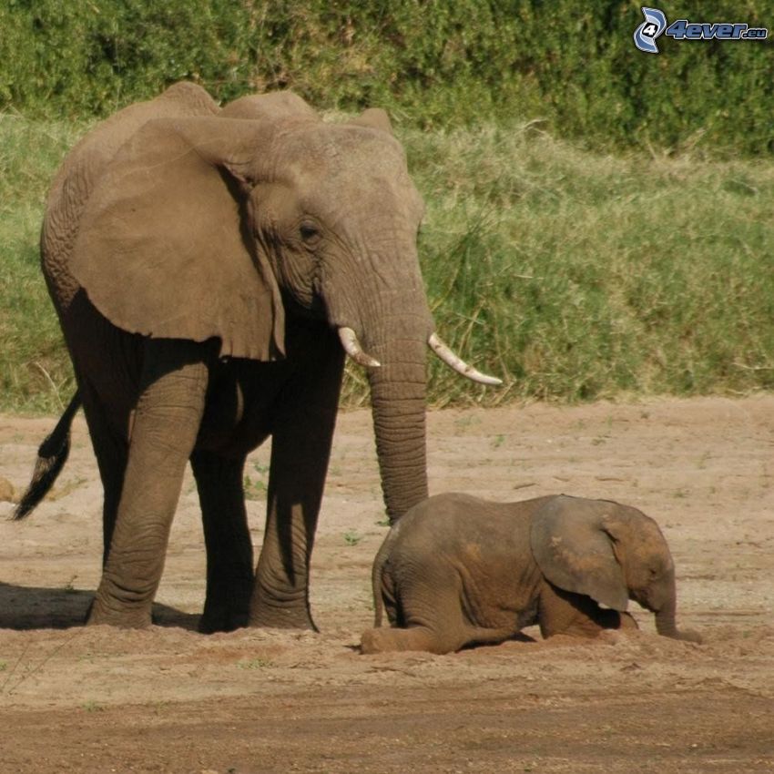 elefanti, prole di elefante