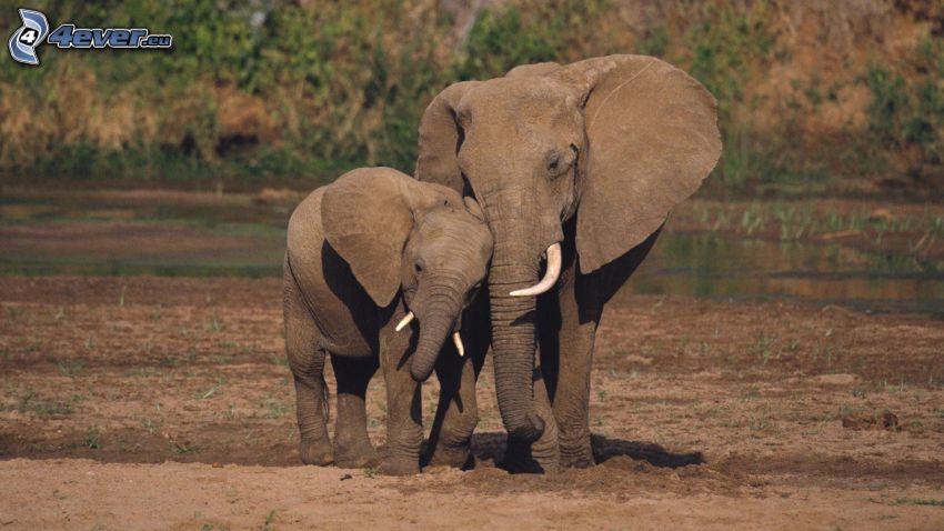 elefanti, prole di elefante