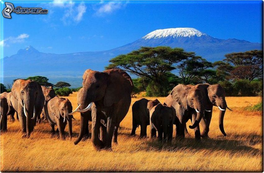 elefanti, savana, montagna innevata, Africa