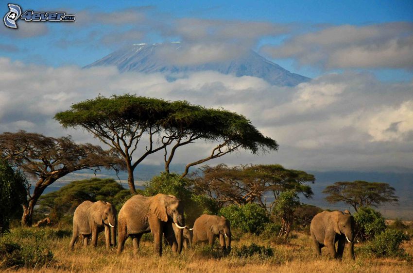 elefanti, savana, nuvole, montagna