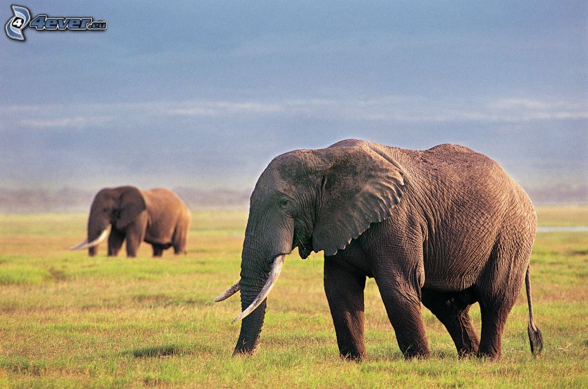 elefanti, savana