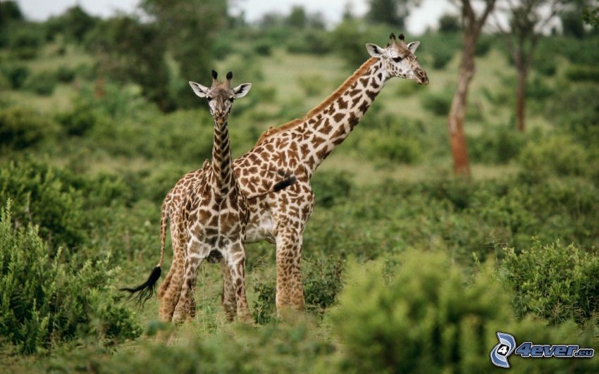 famiglia delle giraffe, verde