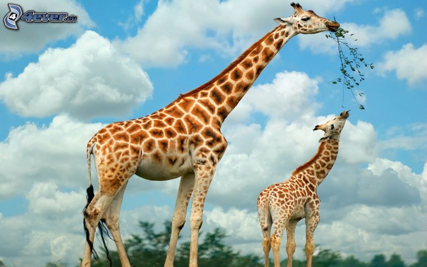 famiglia delle giraffe
