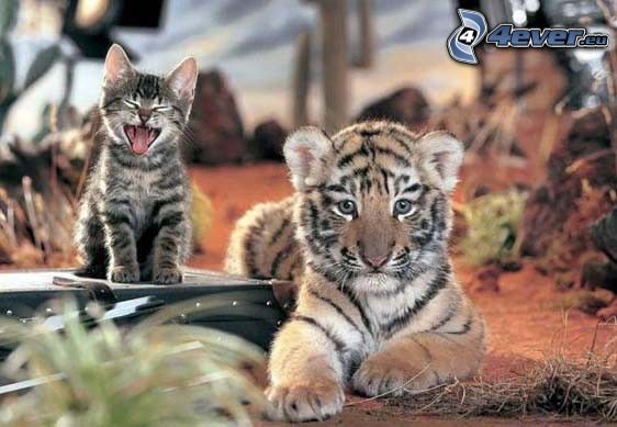 gatto, tigre, sguardo