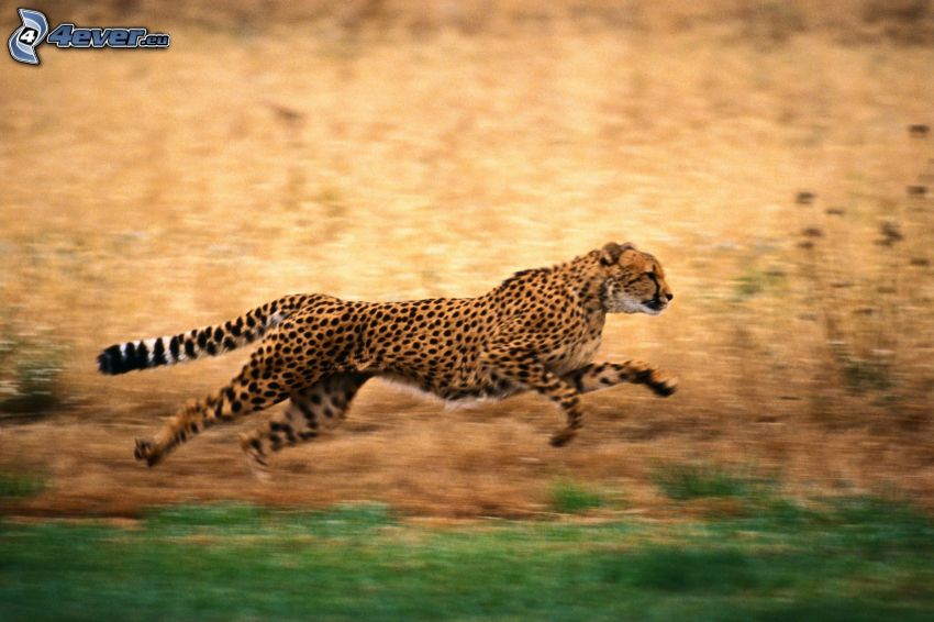 ghepardo, correre