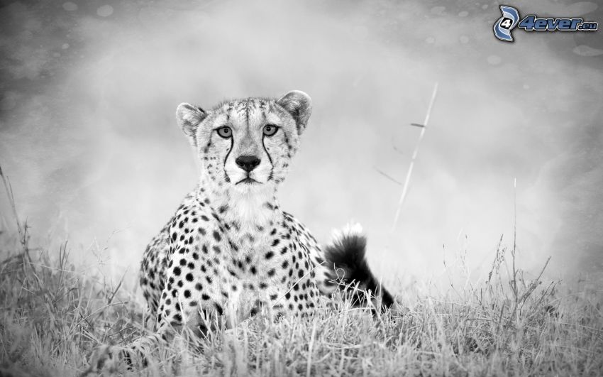ghepardo, foto in bianco e nero