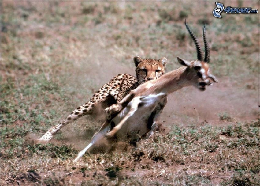 ghepardo, gazzella, lotta