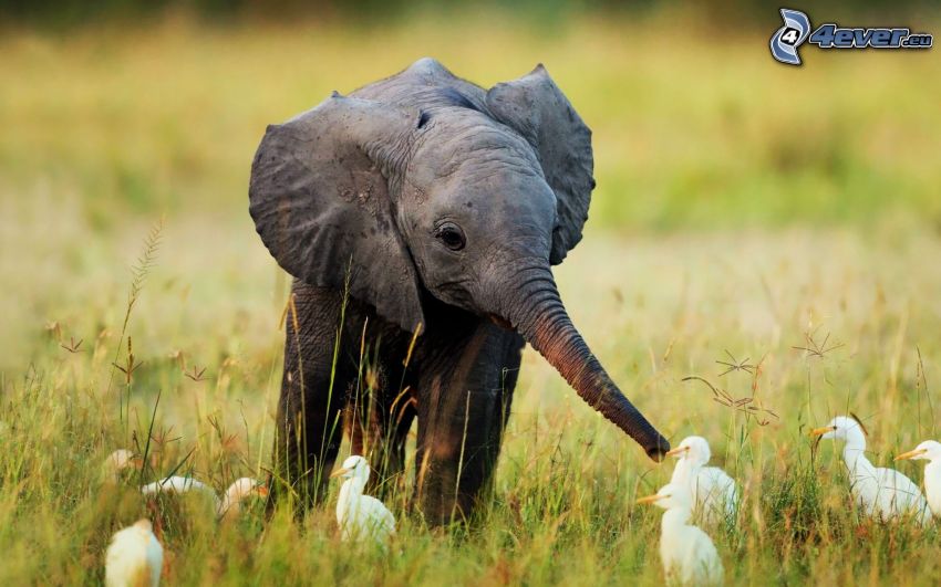 giovani elefanti, oche