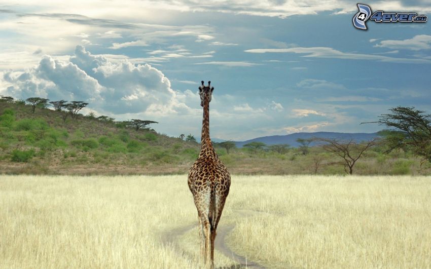 giraffa nella steppa, savana