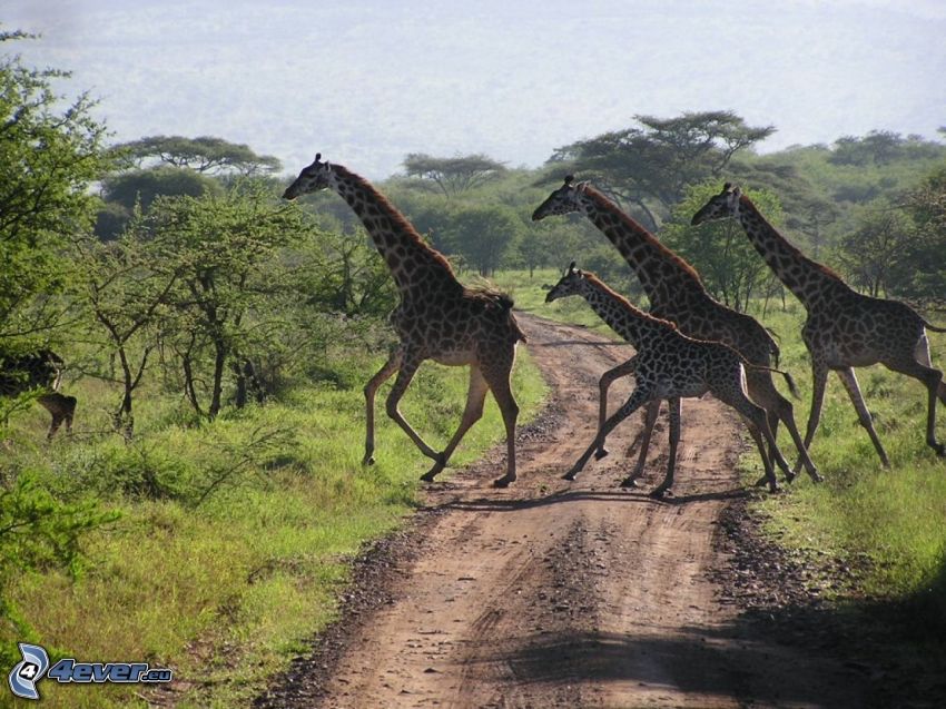 giraffe, savana