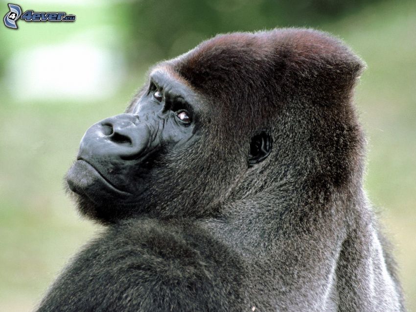 gorilla, sguardo