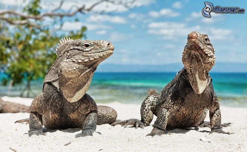 iguana, spiaggia sabbiosa