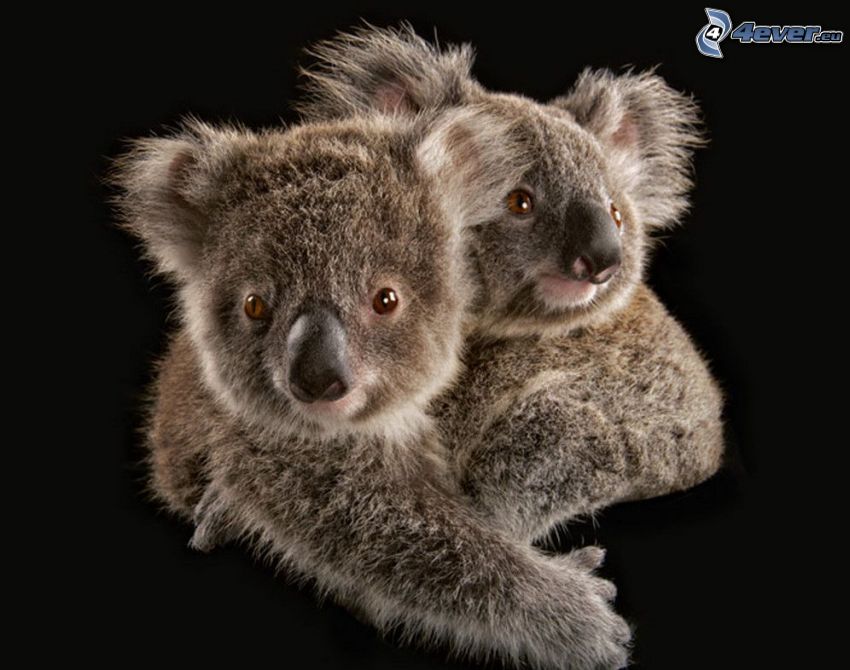 koala, abbraccio