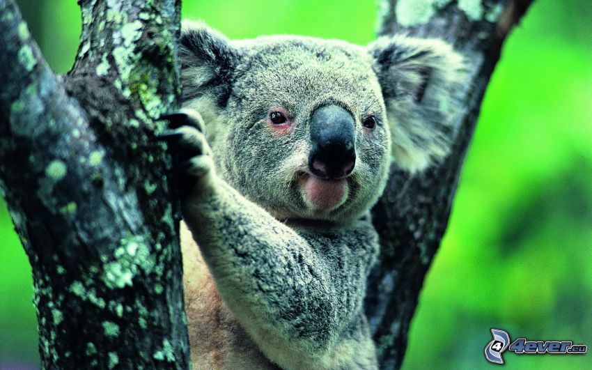 koala, tronco