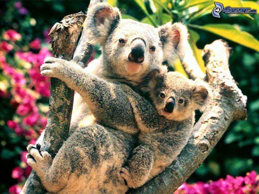 koala