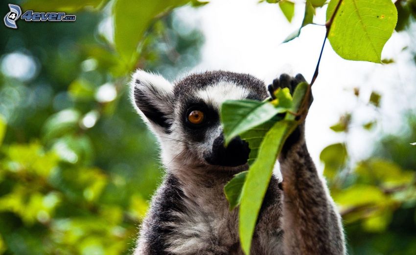 lemure, ramoscello