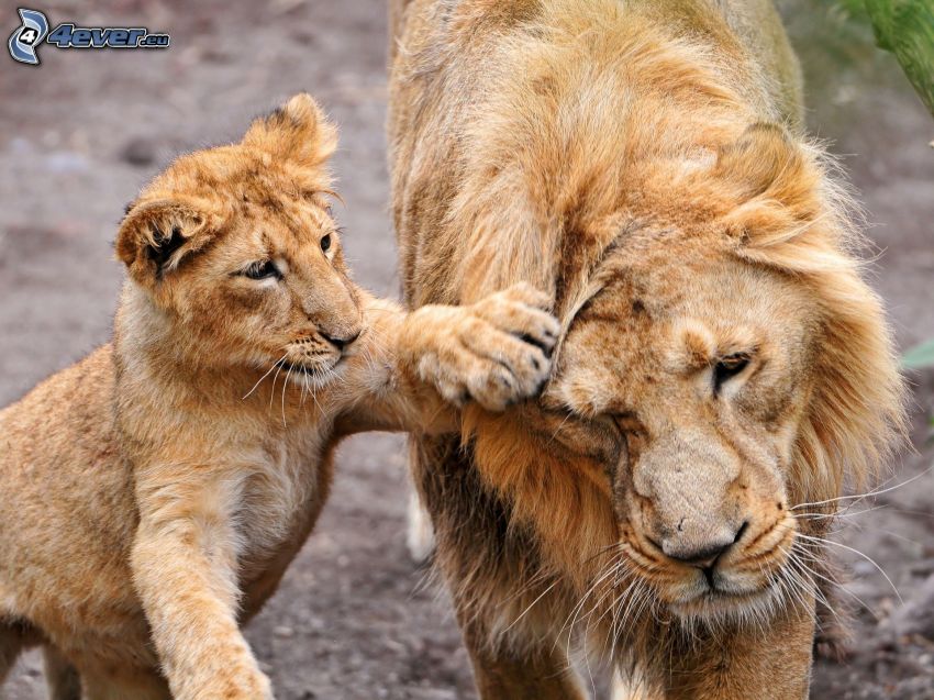 leone con i cuccioli, piccolo leone