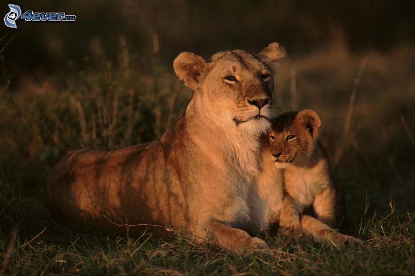 leonessa con cucciolo, piccolo leone