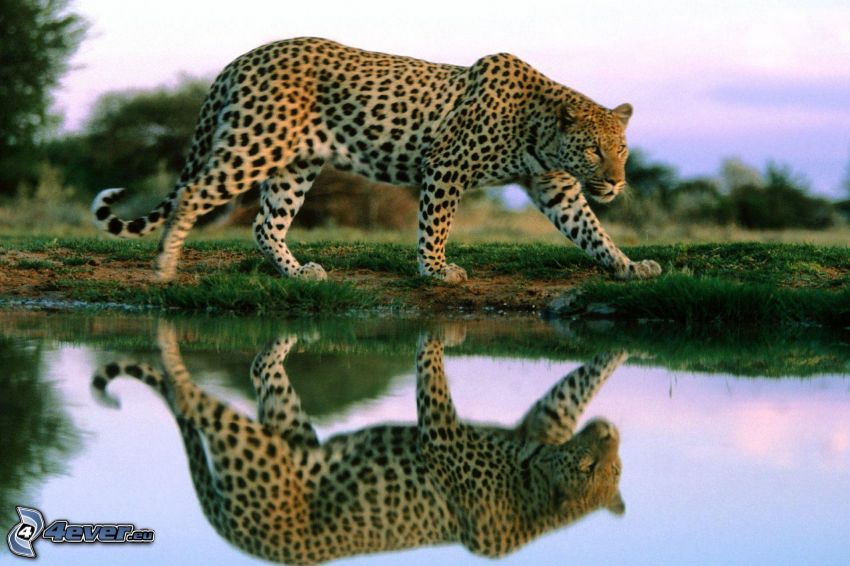leopardo, acqua, riflessione