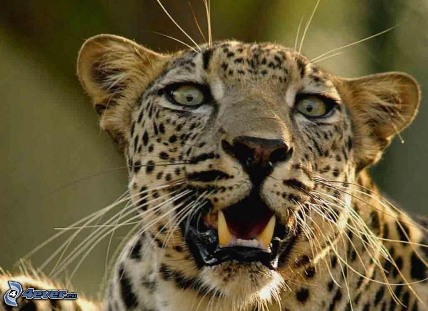 leopardo, bocca, zanne