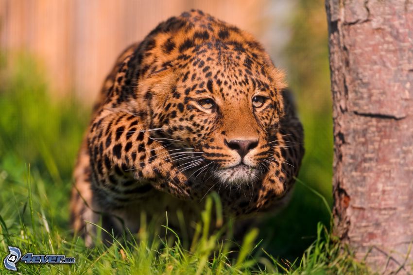 leopardo, correre