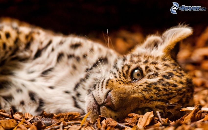 leopardo, cucciolo