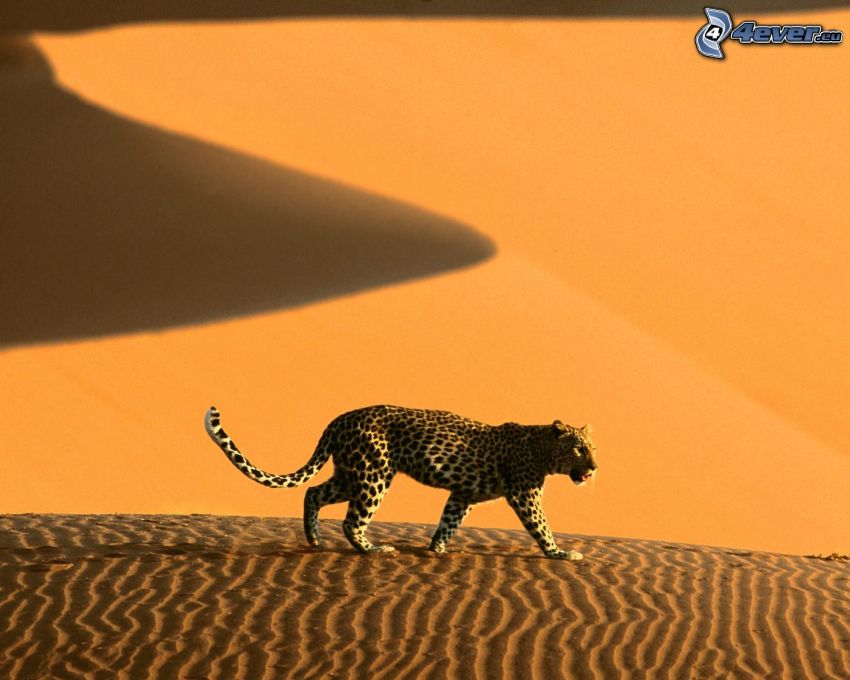 leopardo, deserto