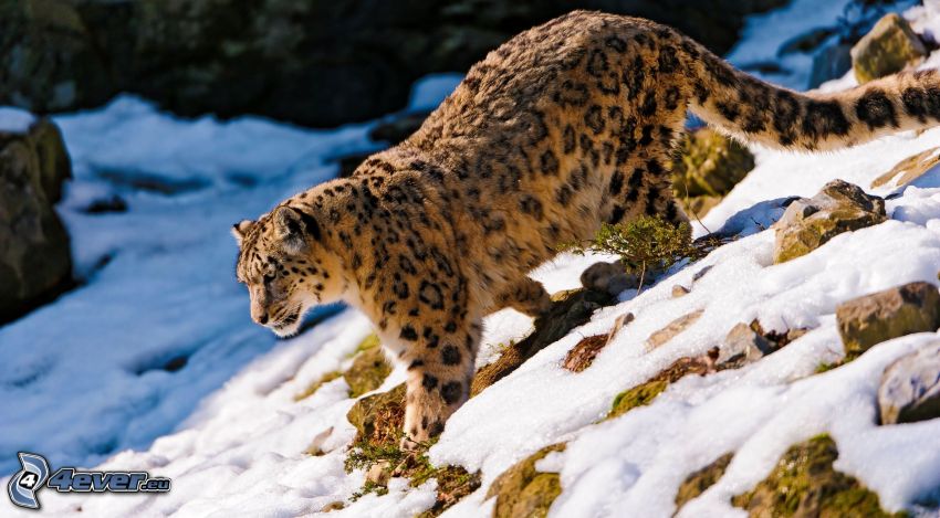 leopardo, neve