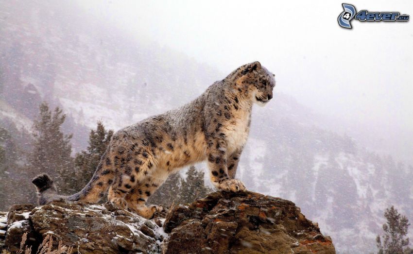 leopardo, roccia, neve, collina
