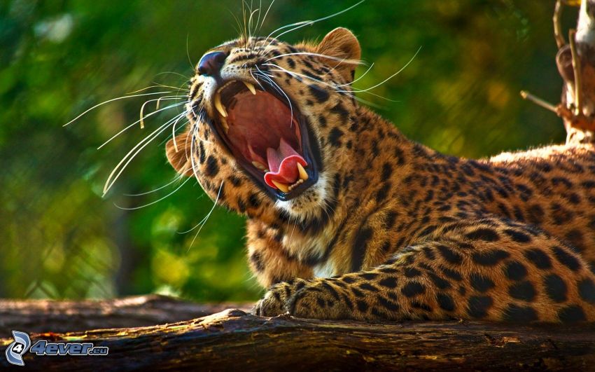 leopardo, sbadigliare