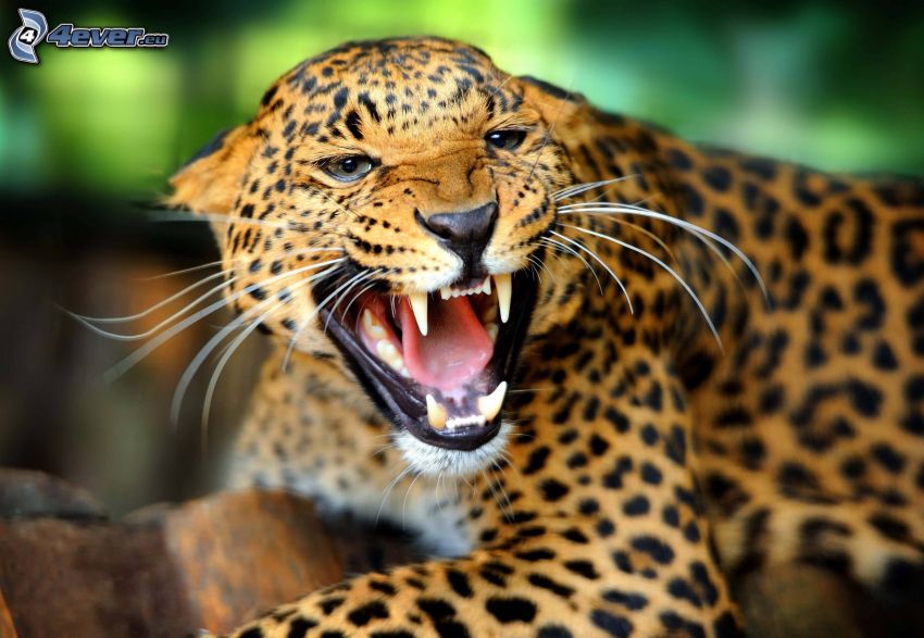 leopardo, urlo