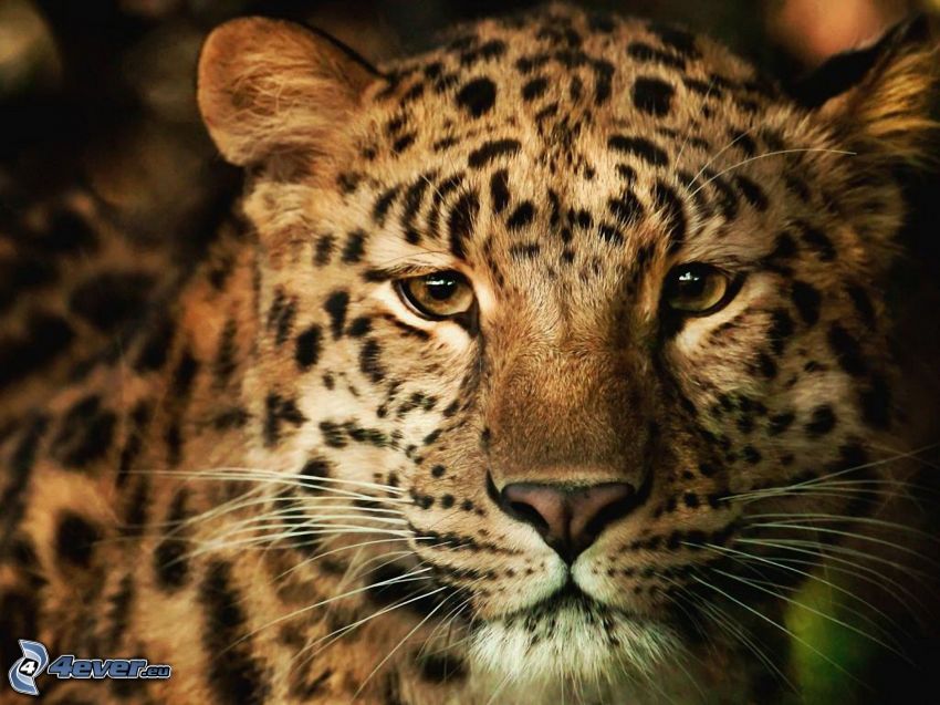 leopardo