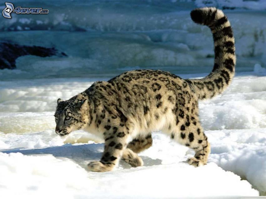 leopardo delle nevi, neve