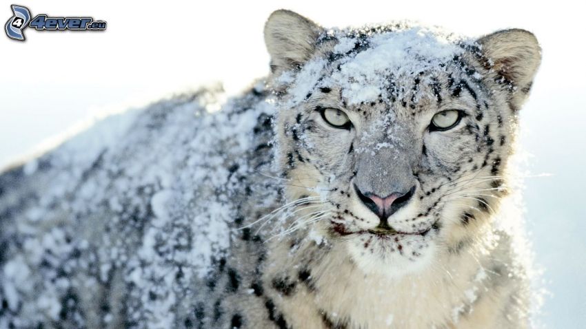 leopardo delle nevi, neve