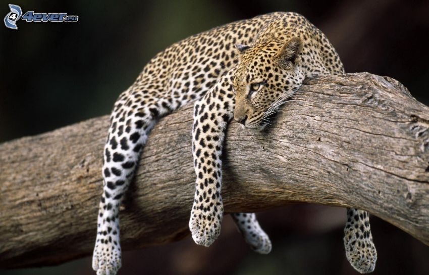 leopardo su un albero
