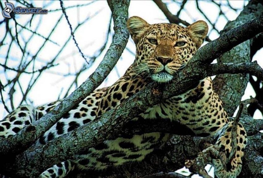 leopardo su un albero