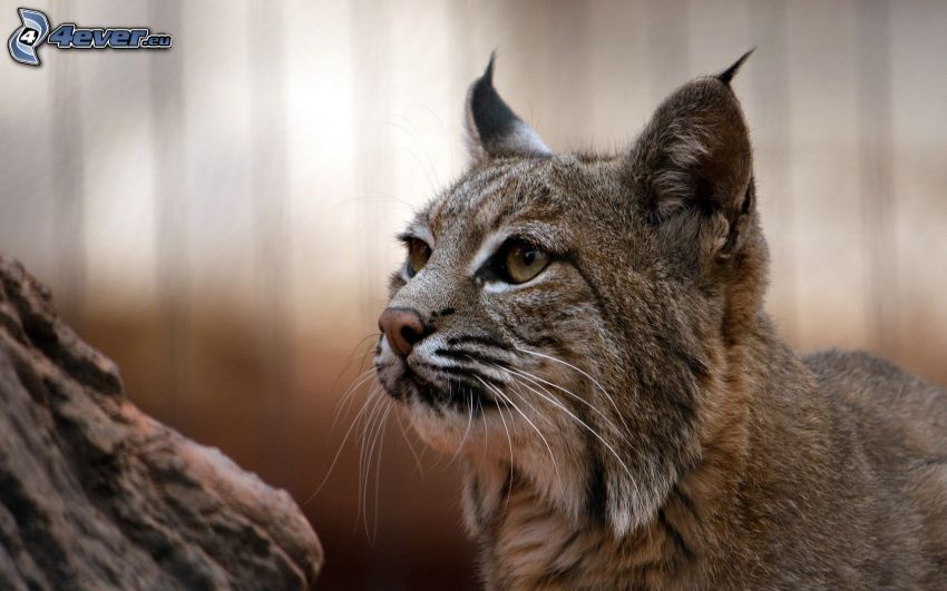 lince