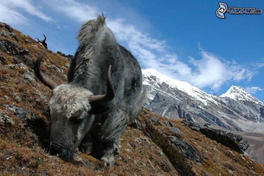 lo yak, montagne innevate