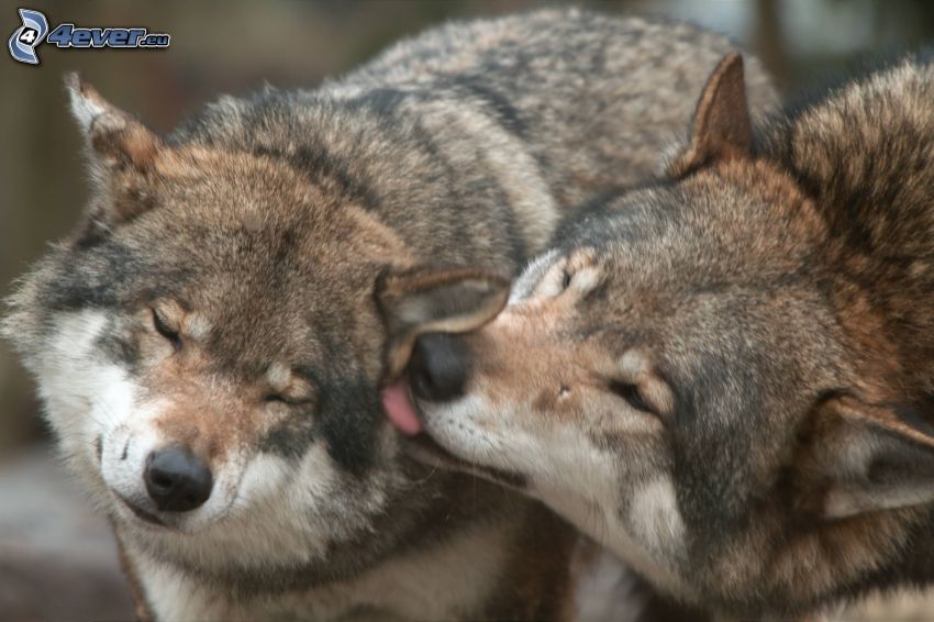 lupi, bacio