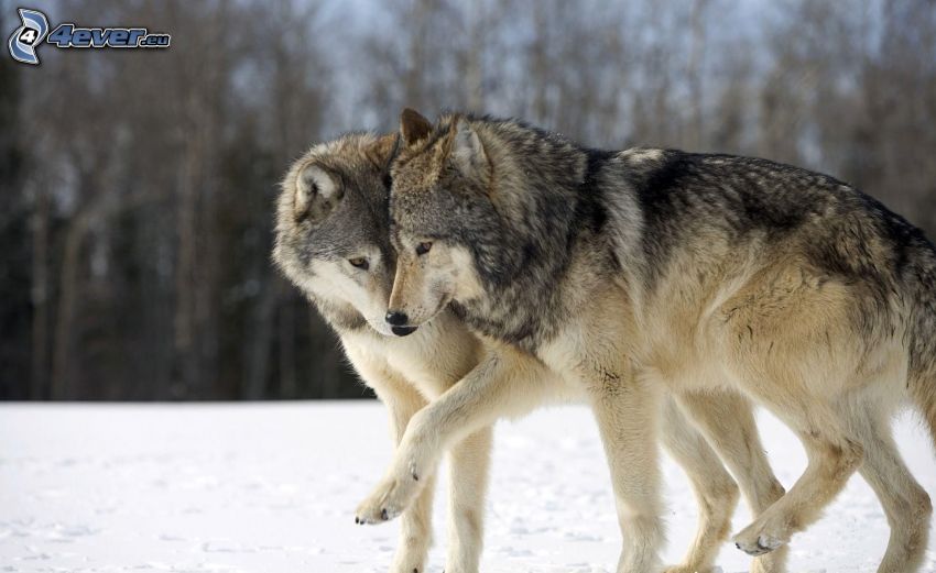 lupi, coppia, neve
