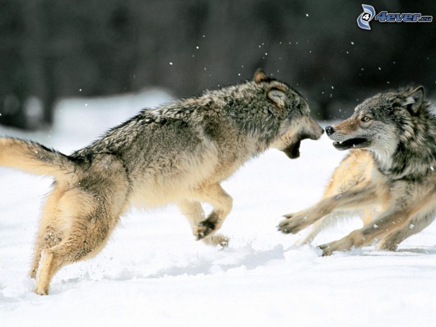 lupi in combattimento, lupo nella neve