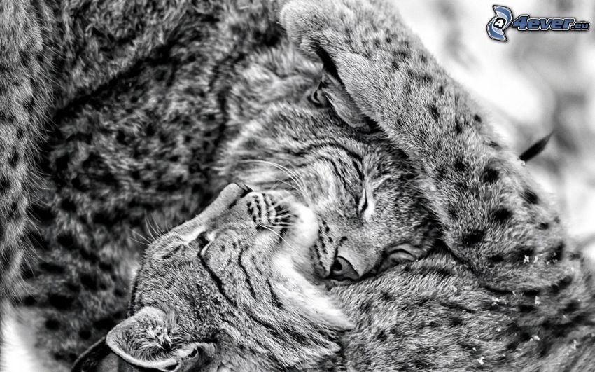 lynx, foto in bianco e nero