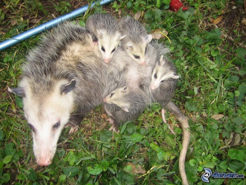 opossum, l'erba, cuccioli