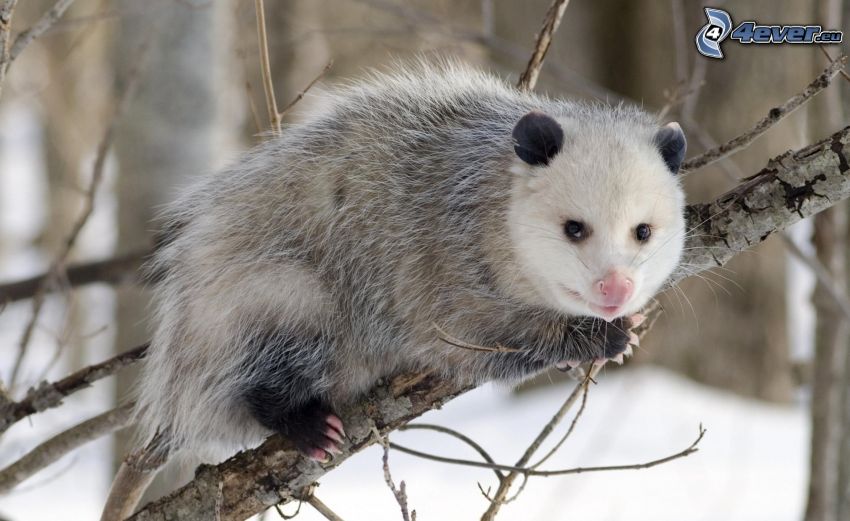 opossum, ramo
