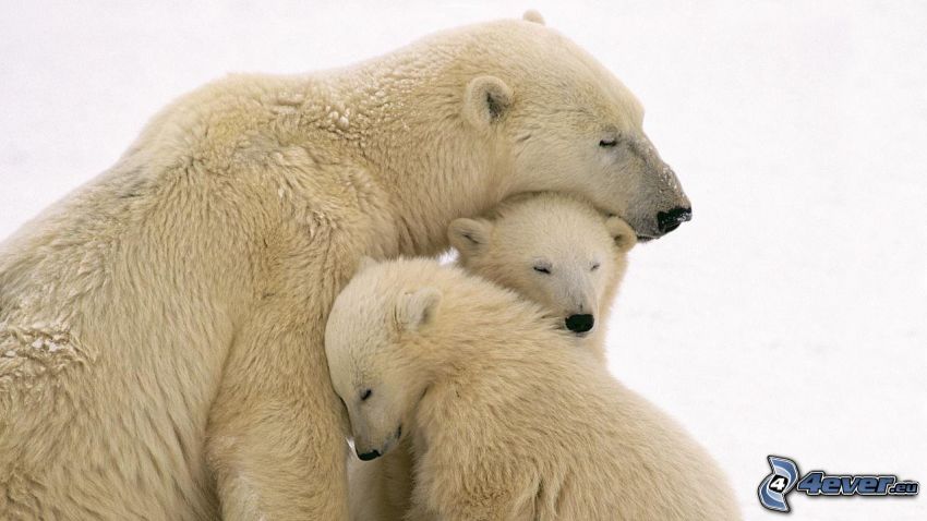 orsi polari, abbraccio